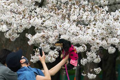 La floración de los cerezos es uno de los grandes artarctivos turísticos, este año se ve nuevamente afectado por la pandemia del covid-19