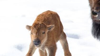 Por primera vez en 140 años, nació un bisonte en el parque nacional canadiense de Banff
