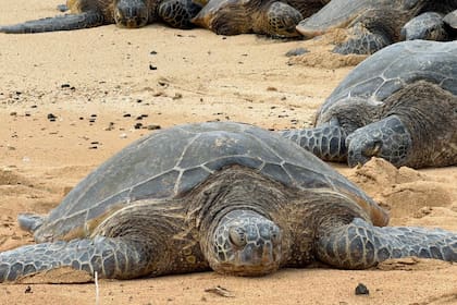 Por primera vez en Florida, se halló un nido de tortuga marina olivácea
