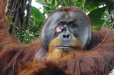 Un orangután se curó solo una herida en el ojo con una planta medicinal y sorprendió a los científicos 