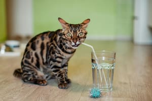 Por qué a los gatos les gusta tomar agua del vaso