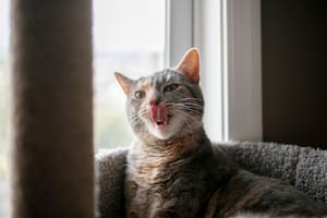 Por qué algunos gatos sacan la lengua: cuándo hay que preocuparse