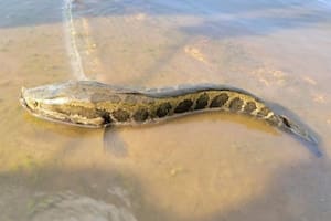 Por qué consideran peligrosa esta especie de pez en Estados Unidos