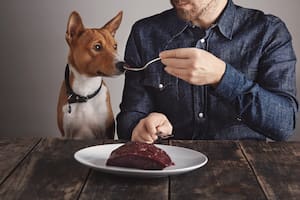 Por qué el chocolate es peligroso para perros y gatos