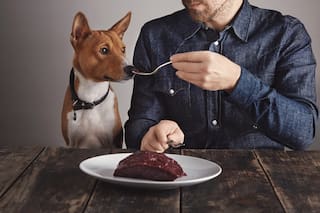 Por qué el chocolate es peligroso para perros y gatos