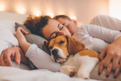 Por qué es bueno dormir con perros, según expertos