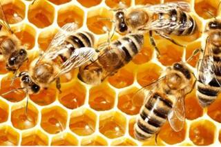 Los secretos químicos de la miel que la hacen perdurable y resistente a las bacterias