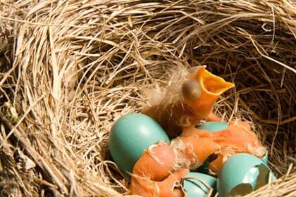 El color está vinculado a la necesidad de termorregulación, que es clave para la supervivencia del embrión