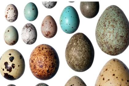 Investigadores de la Universidad de Long Island en Nueva York analizaron huevos de más de 600 especies de aves de diferentes sitios del planeta y aseguran tener una respuesta al misterio