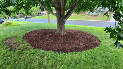 Por qué los mantilos pueden ser peligrosos para los árboles