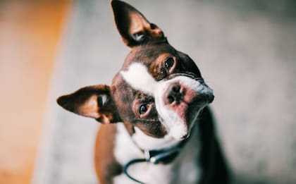 Por qué los perros inclinan la cabeza