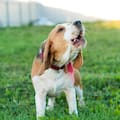 El motivo por el que los perros ladran a algunas personas y a otras no