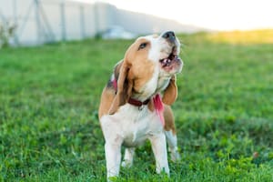 El motivo por el que los perros ladran a algunas personas y a otras no