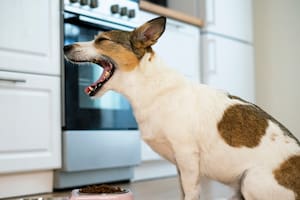 ¿Por qué los perros no les ladran a todas las personas?