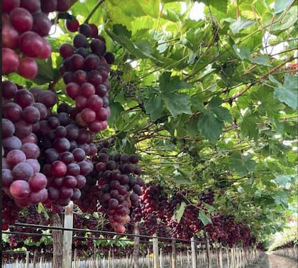 Por qué los perros no pueden comer uvas