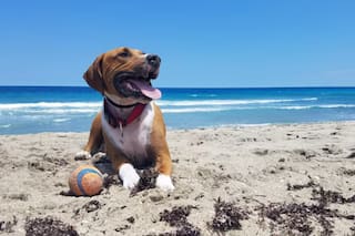 Por qué se celebra hoy el Día del Perro y cuáles son las razas más amigables