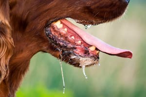 ¿Por qué mi perro babea tanto?