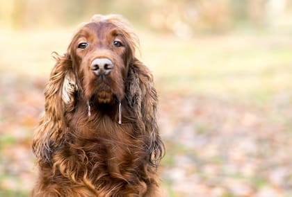 ¿Por qué mi perro babea tanto?