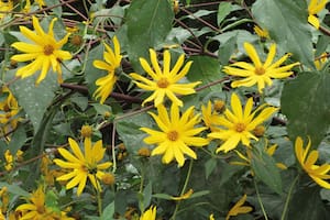 Por qué se puede decir que las plantas ven