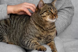 Qué quiere decir que tu gato elija dormir sobre tus pies