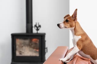 El significado de que tu perro se quede mirando un punto fijo