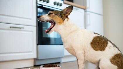 Por qué un perro ladra cuando sus amos se acercan entre sí