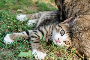 ¿Por qué vomitan trasparente los gatos?