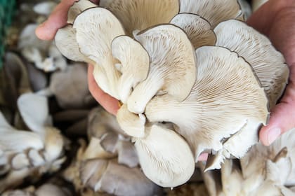 Por ser fáciles de cultivar, las gírgolas grises son las recomendadas para incursionar en el cultivo artesanal