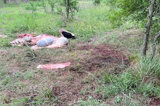 Entraron al campo y le mataron una vaca que era especial