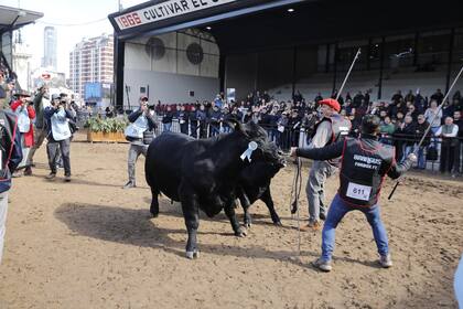 Por su parte, Mauricio Groppo, presidente de la Asociación Argentina de Brangus dijo a LA NACION, que “el balance de esta jornada fue realmente muy bueno”