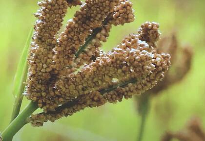 Por su tolerancia a condiciones de sequía, se siembra principalmente en las zonas subhúmedas y semiáridas de la Argentina