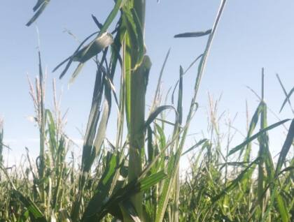 "Por suerte, las dos franjas de granizo pasaron por un mismo sector y en el maíz de primera solo afectó 20 hectáreas de las 280 que teníamos", dijo el productor