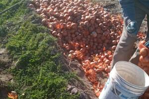 Dejarán que se pierdan millones de kilos de cebollas en los campos del sur bonaerense