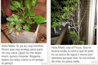 "Hola, soy el ficus": se fue de vacaciones y dejó instrucciones en las plantas
