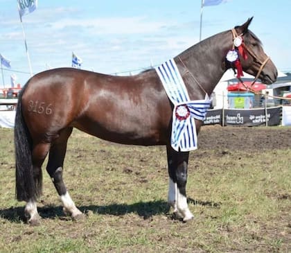 Pora Garrapiñada en la Expo Mercedes