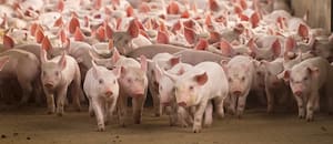 La gran oportunidad para la carne de cerdo