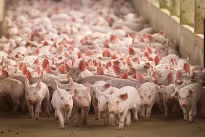 La producción de cerdo enfrenta la competencia de las importaciones
de Brasil con la perspectiva de un consumo en alza