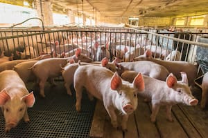 Diputados radicales piden prohibir la importación de carne de cerdo de países que usan un controvertido fármaco