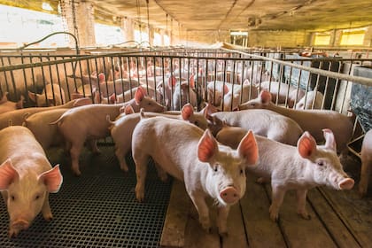 Según la industria y la producción: “Desde principios de año el precio del cerdo en pie ha caído más del 35%, pasando de $1155 a $744, presionando así a la baja los precios de los productos porcinos que compran los consumidores argentinos"