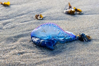 Las carabelas portuguesas por lo general no son letales para los humanos