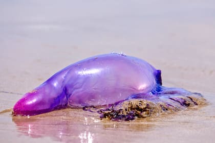 En caso de ser picados, los expertos recomiendan no lavar la zona con agua dulce porque puede generar la descarga de los nematocistos