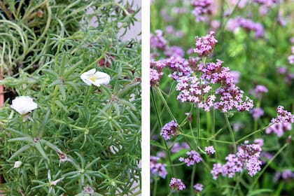 Portulaca _P Grandiflora y Verbena bonariensis, dos especies con gran "instinto de supervivencia"