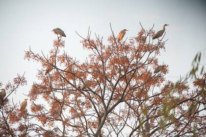 Posadero de chiflones.