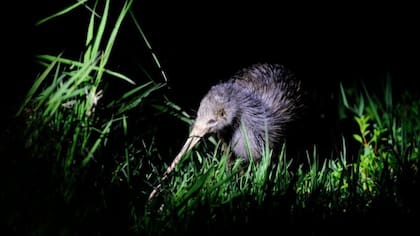 Posiblemente debido a un capricho de la geología, el pariente más cercano del enigmático pájaro kiwi proviene de Madagascar.