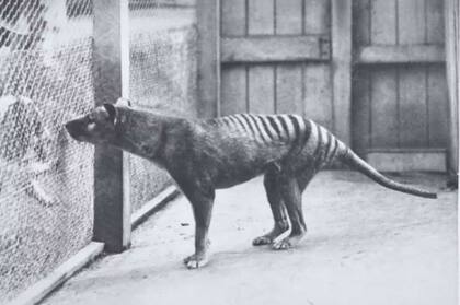 Postal del tigre de Tasmania del Hobart Zoo, de 1928