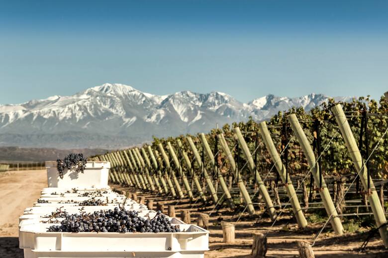 El Malbec Argentino: rey indiscutido en el Global Malbec Masters 2024