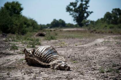 Postal que se repite: animales muertos en medio de la sequía