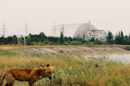 Un zorro en la Reserva radioecológica estatal de Polesia; al fondo la central nuclear cubierta por un domo. Lejos de la zona cero, la naturaleza sobrevive en los 5200 kilómetros cuadrados que ocupa la Zona de Exclusión