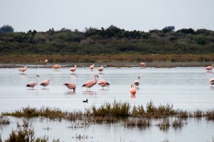 Postales diarias del humedal del Parque Nacional Ansenuza, en Córdoba, donde se protegen la Laguna de Mar Chiquita y los Bañados
