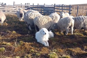 Los ángeles guardianes de las ovejas ante una amenaza sin precedentes